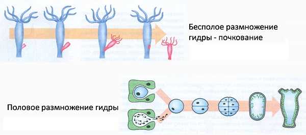 Зеркало на кракен