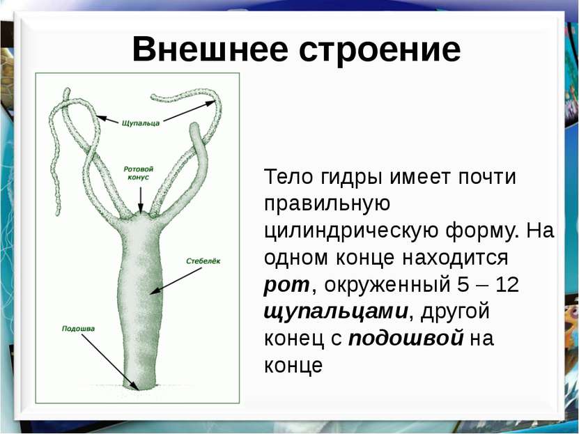 Kraken смылка